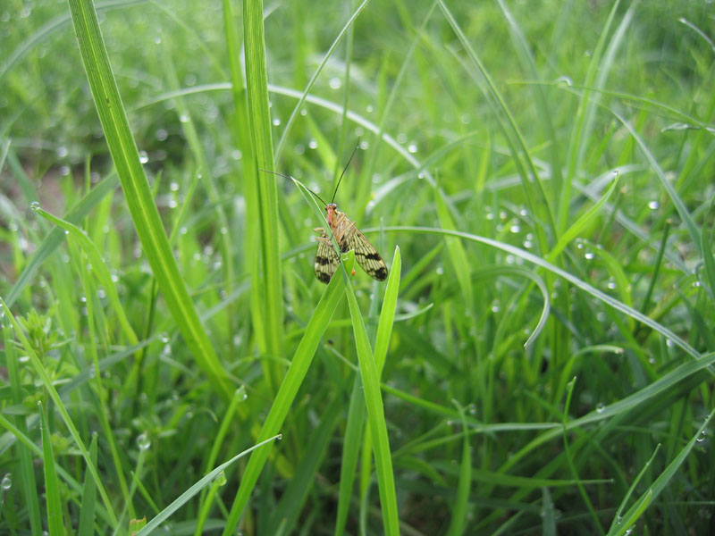 Panorpa sp.